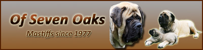 Mastiff - Of Seven Oaks
